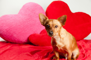 Source: Found Animals Foundation via Flickr Creative Commons