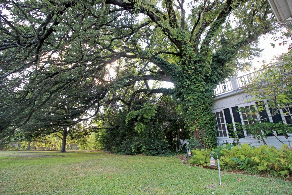Magnolia yard2