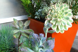 gardening - digs