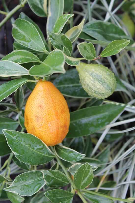Incorporate edibles like this variegated ‘Centennial’ kumquat in the garden as you would use any other drop dead gorgeous plant.