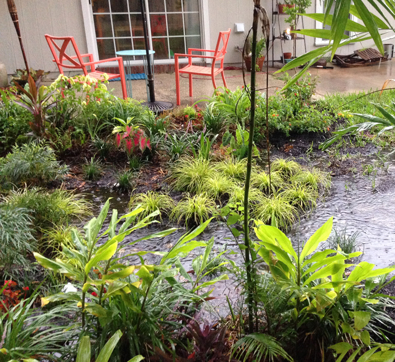 rain-garden