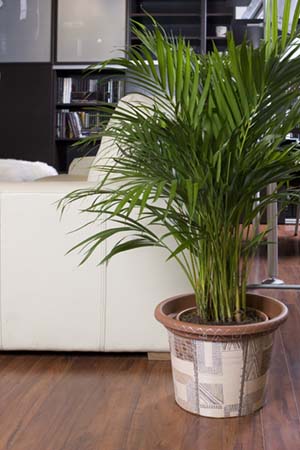 Most potted palms require minimal attention to thrive.