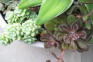 succulent