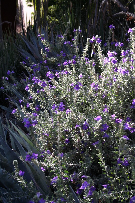 Texas sage is just one of the many plants that thrives without irrigation.