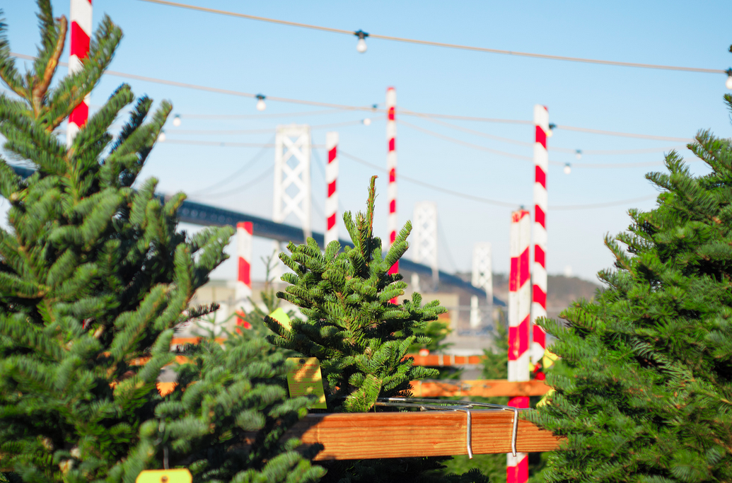 28 best christmas tree delivery san diego christmas 28 best christmas tree delivery san diego christmas